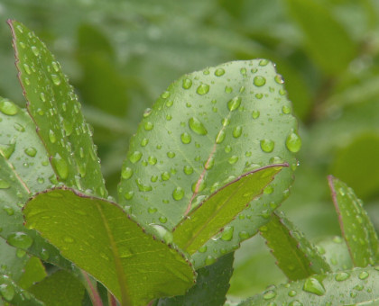 四国地方が梅雨入り／平年より７日早く【高松市】