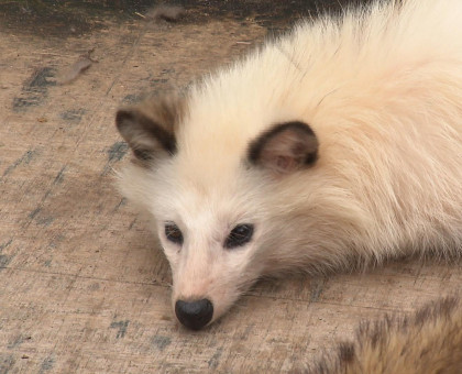 白いタヌキが仲間入り／香川・東かがわ市のしろとり動物園【香川・東かがわ市】